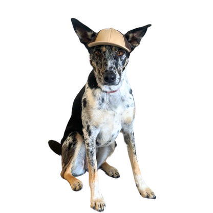 PupLid Baseball Cap | Size Small Dog Cap