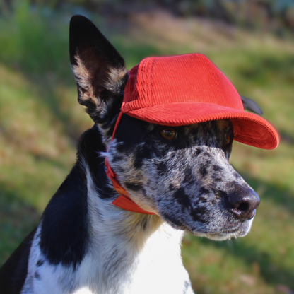 Corduroy Trucker Hats for Dogs | All Sizes