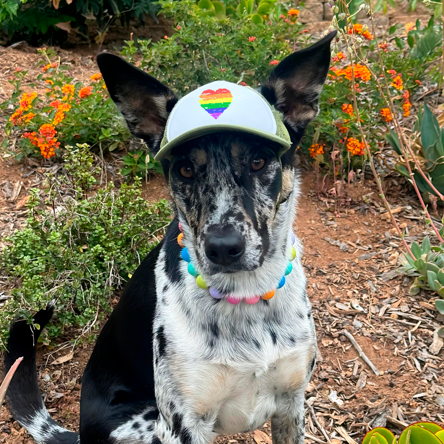 pride heart | pawsitive partner