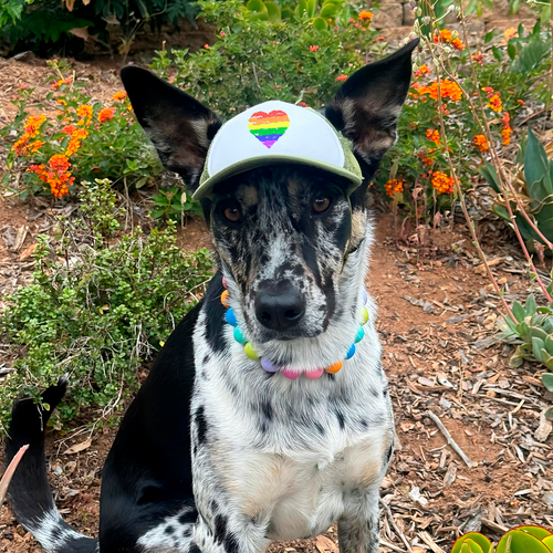 pride heart | pawsitive partner