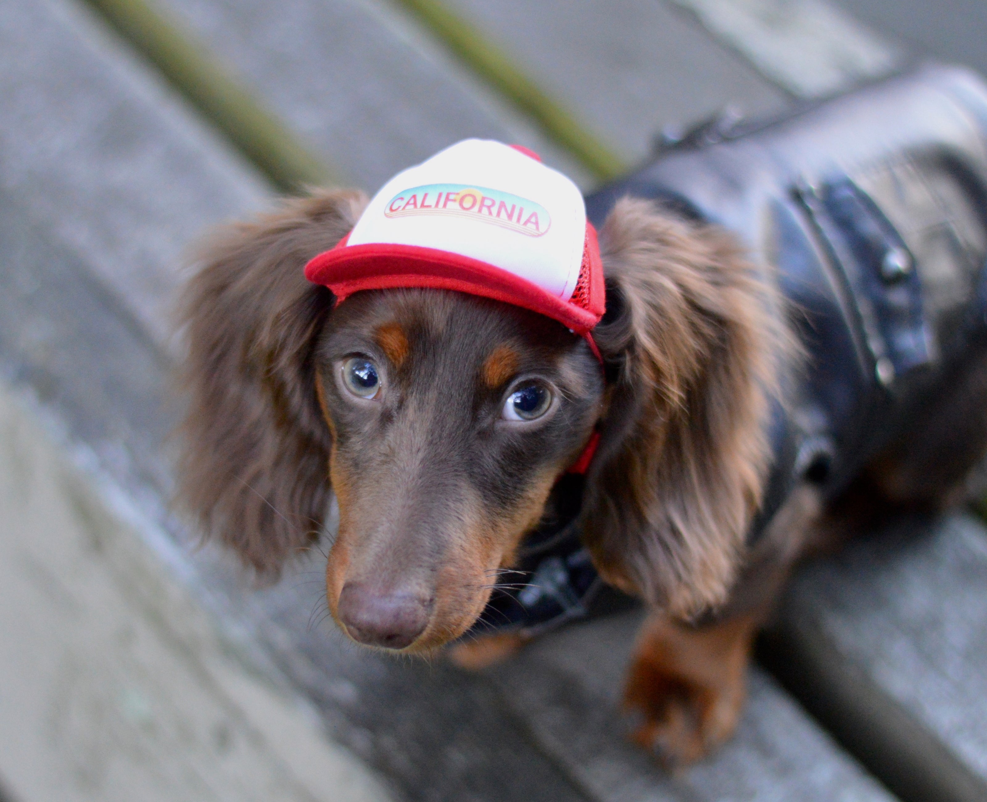 Cute miniature dachshund mini doxie wearing a dog hat - brand: PupLid Dog Hat