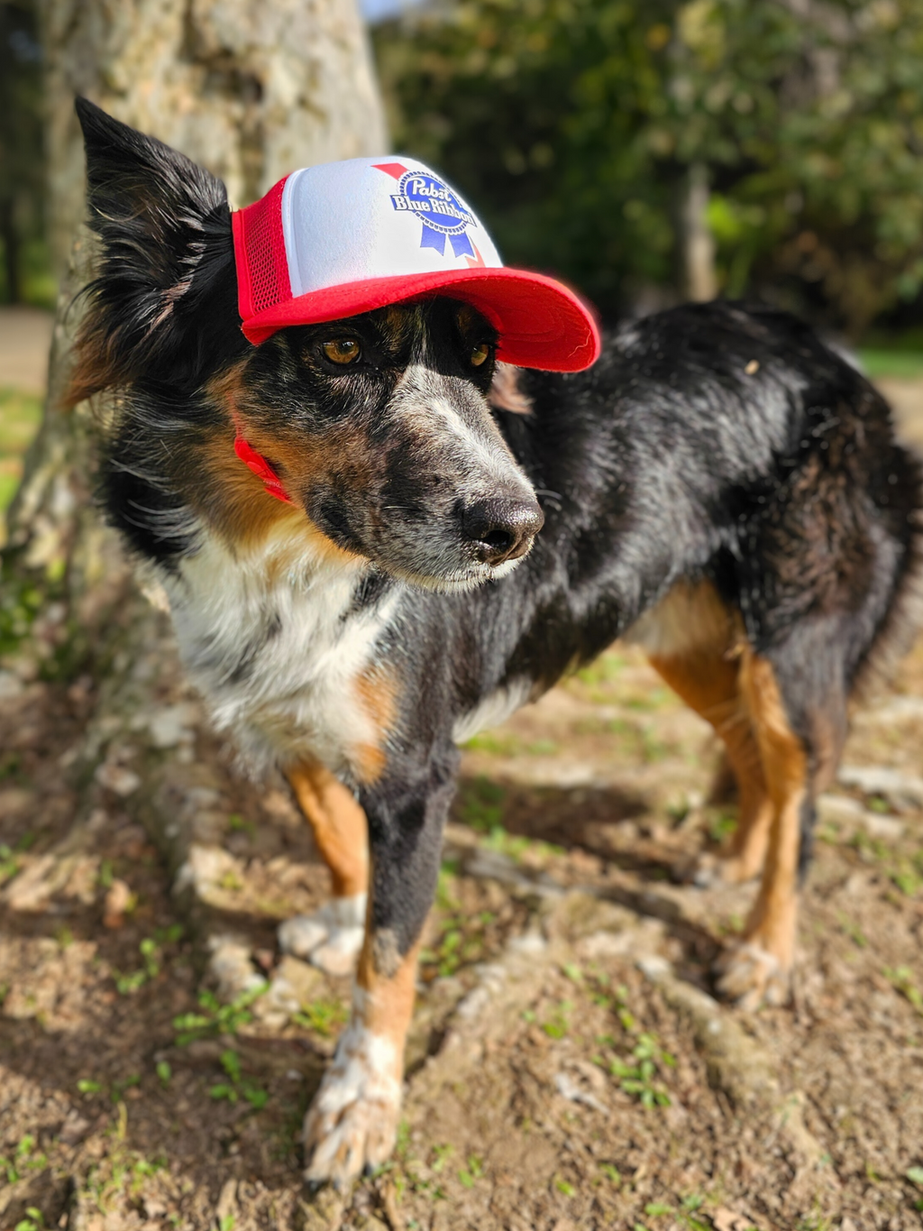 pabst blue ribbon