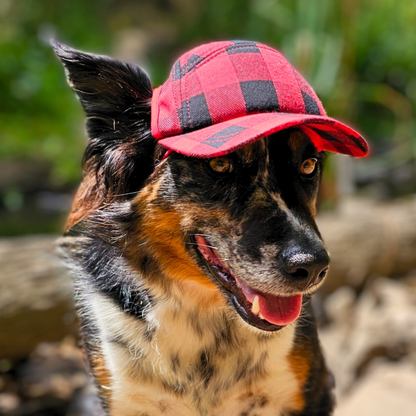 Camper Hats for Dogs | All Sizes