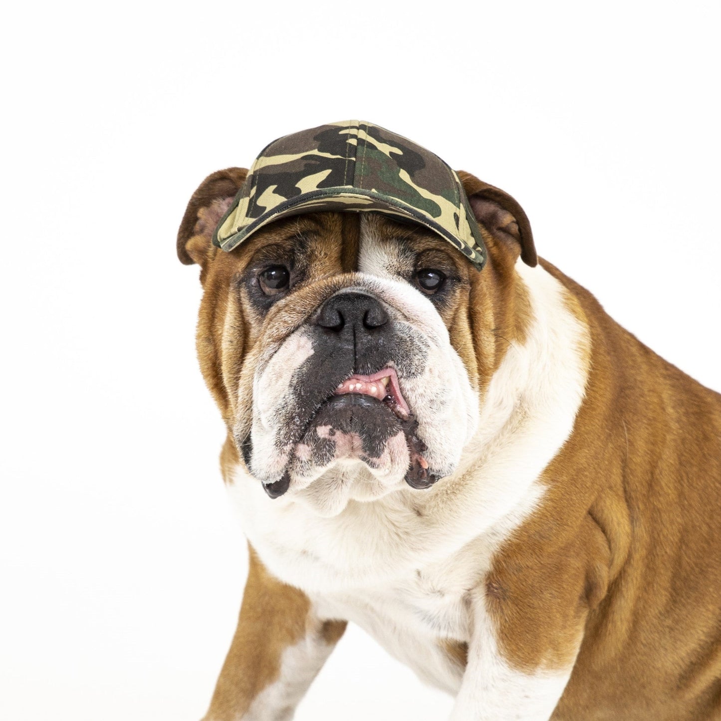 Shelter to Soldier x PupLid | Size Large Dog Hat