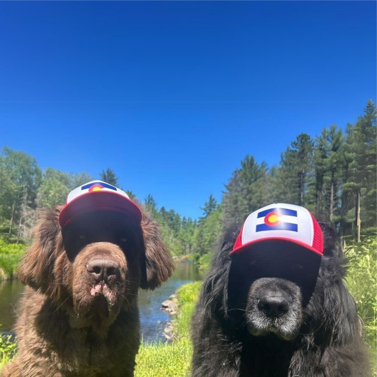 bronx & nash