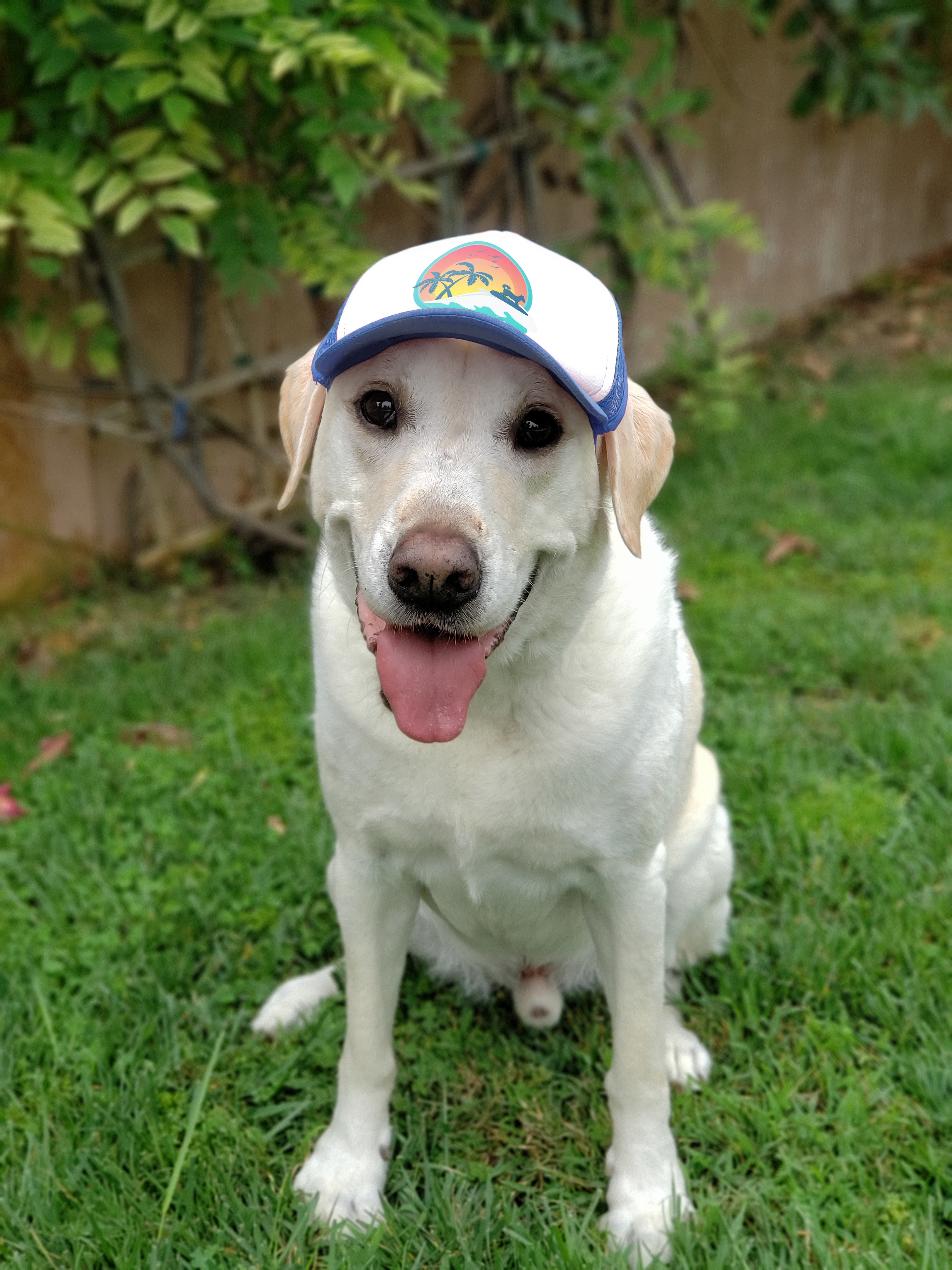Cute Yellow Lab Labrador Retriever  wearing a dog hat - brand: PupLid Dog Hat