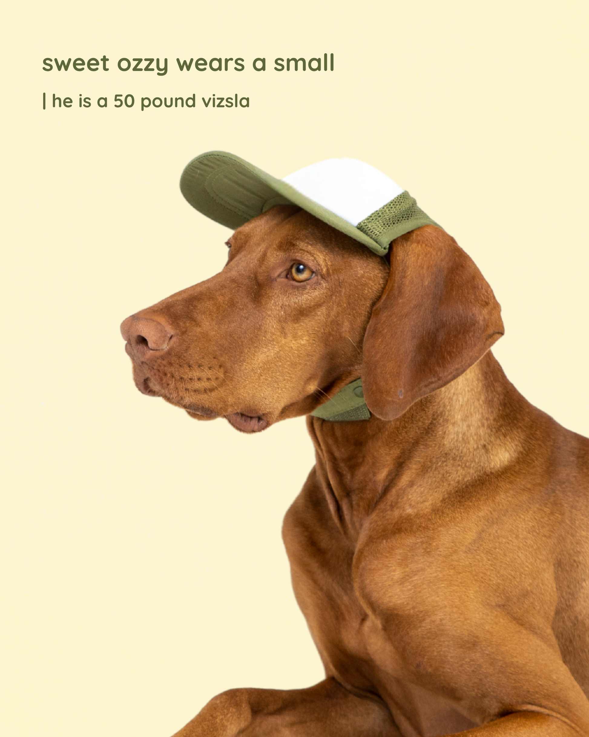 ocean vista dog dad