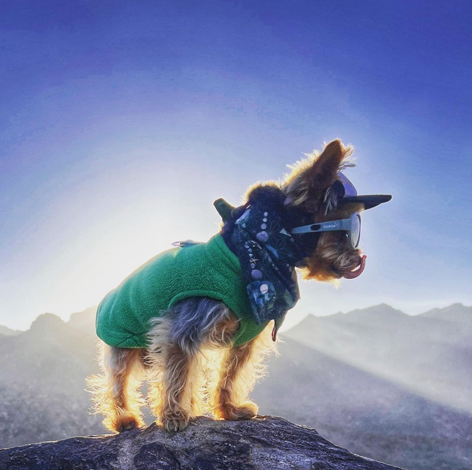 Dog sun top hats australia