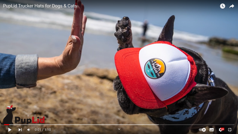 Load video: PupLid Dog Hats