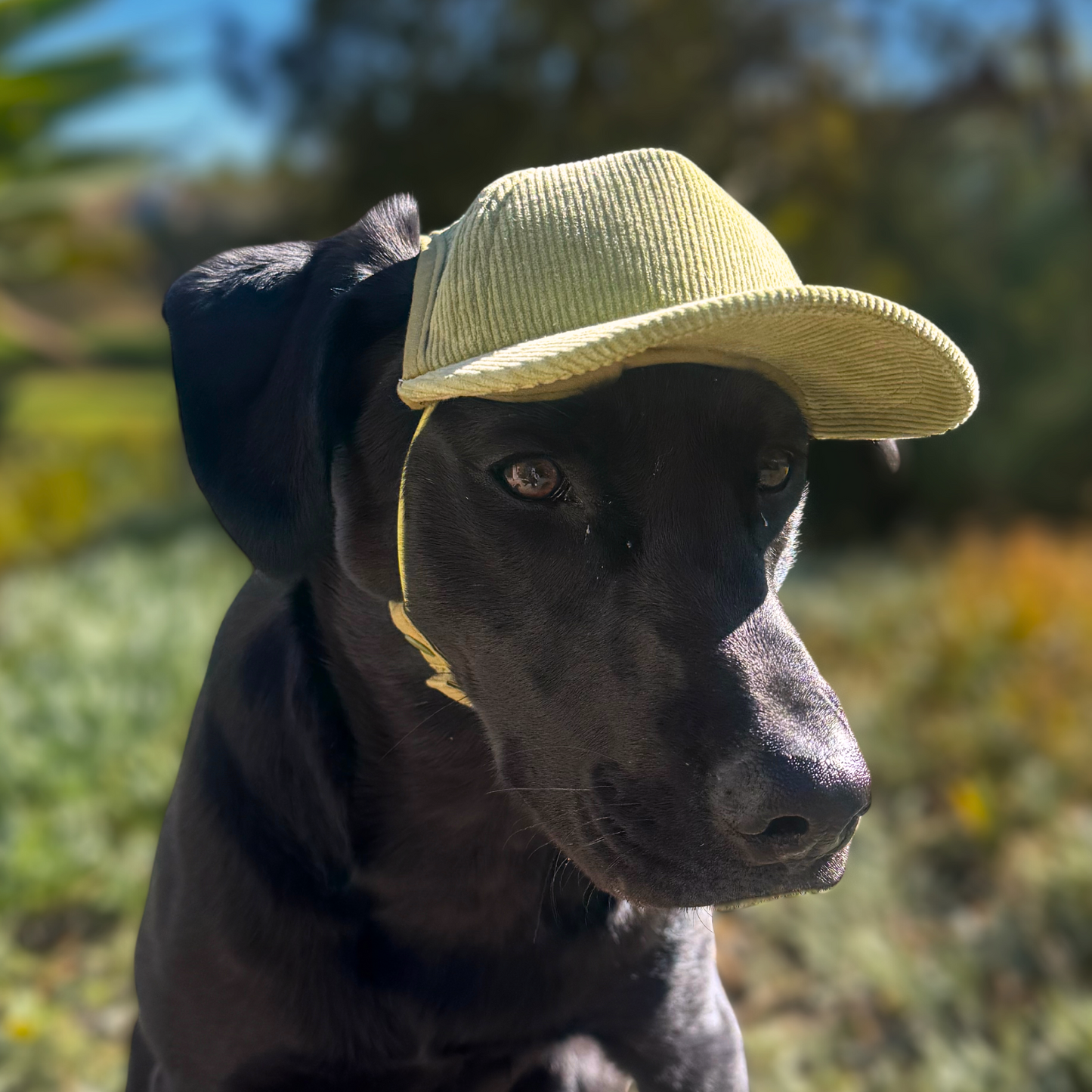 Corduroy Trucker Hats for Dogs | All Sizes