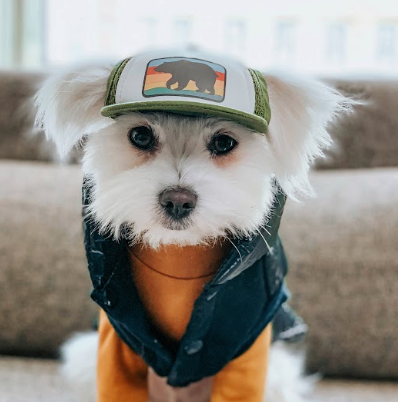 Cute Maltipom wearing a dog hat - brand: PupLid Dog Hat