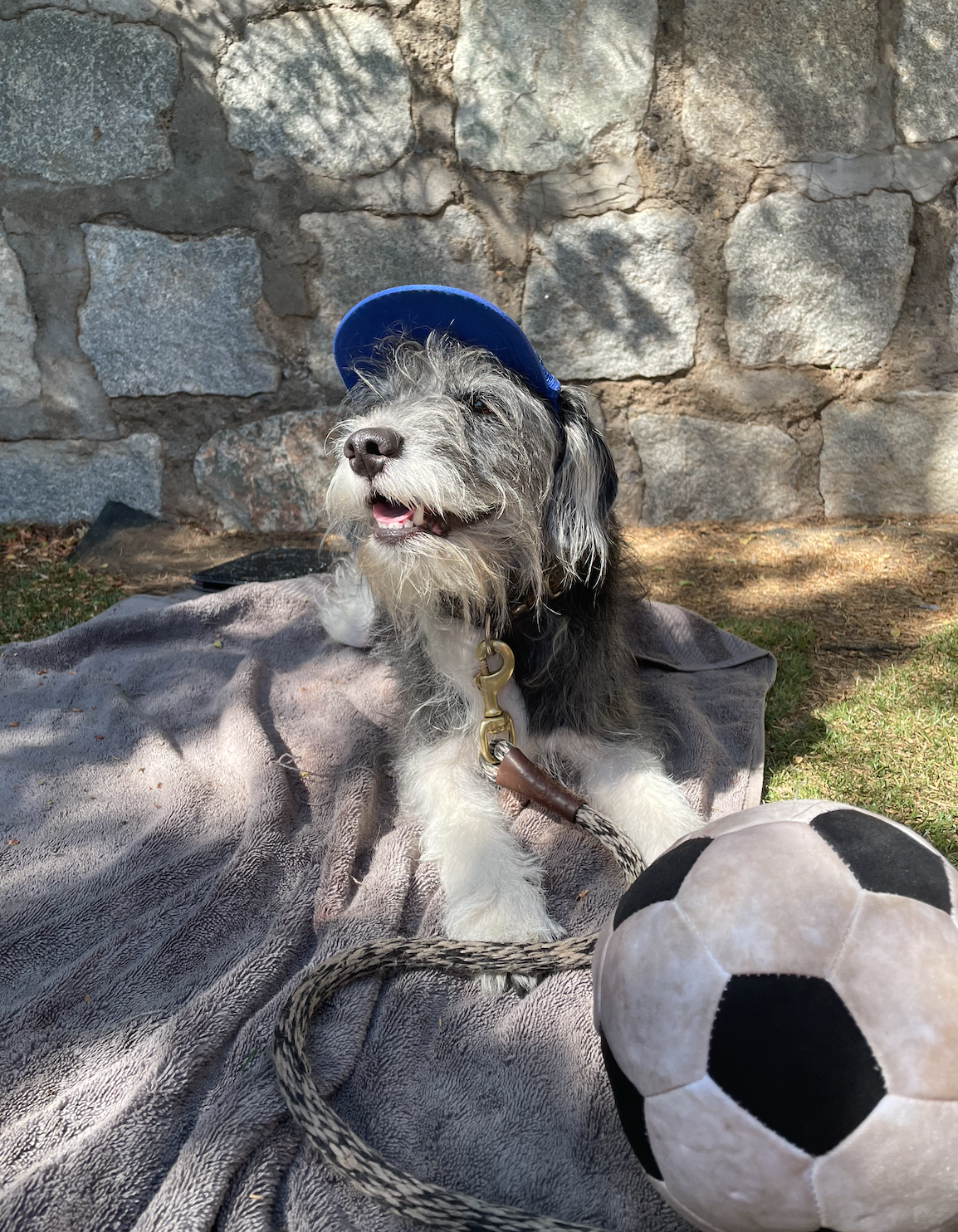 Cute Miniature Schnauzer and Beagle mix wearing a dog hat - brand: PupLid Dog Hat