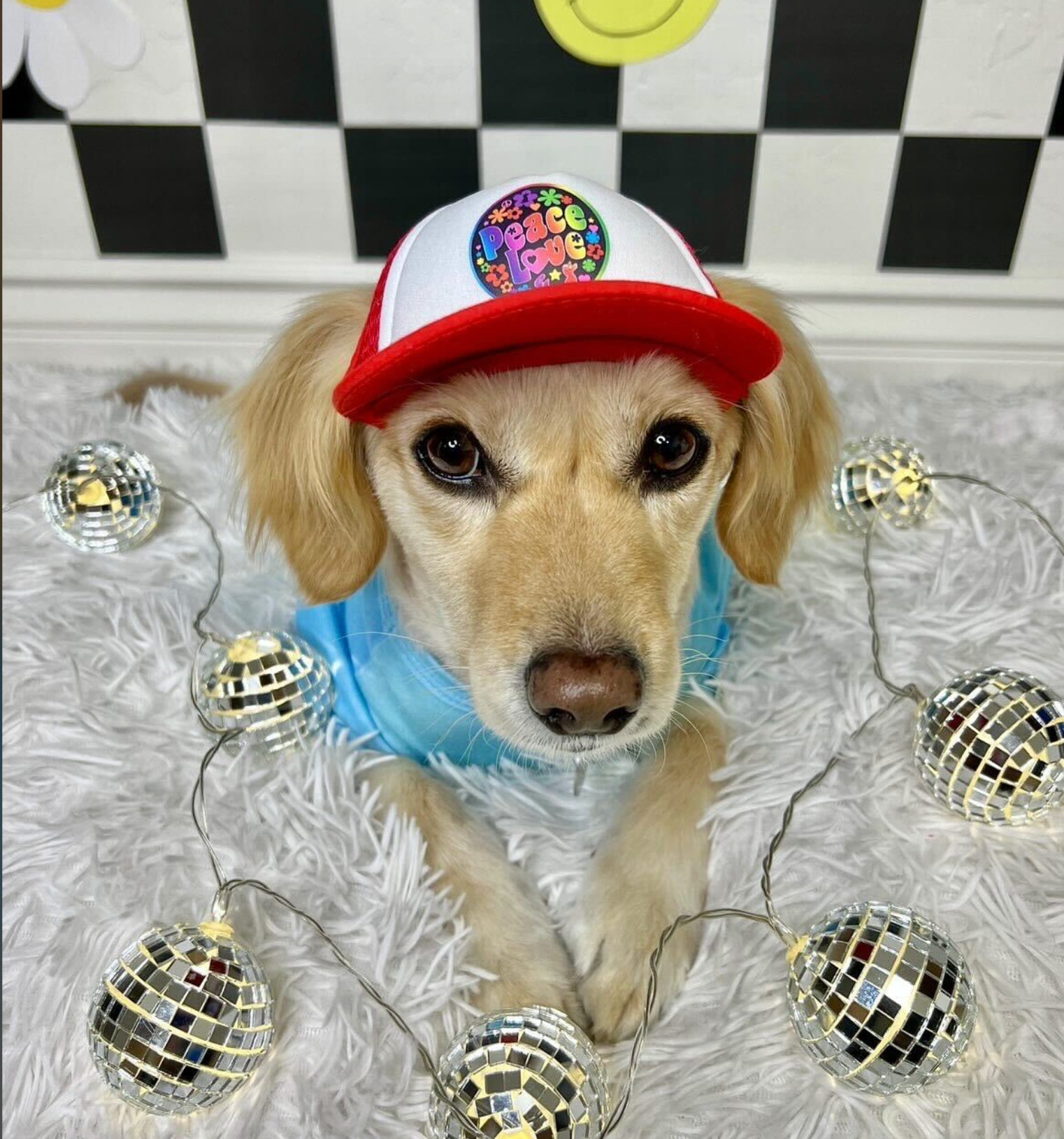 PupLid USA Designs | Shop Size Large Trucker Hats for Dogs