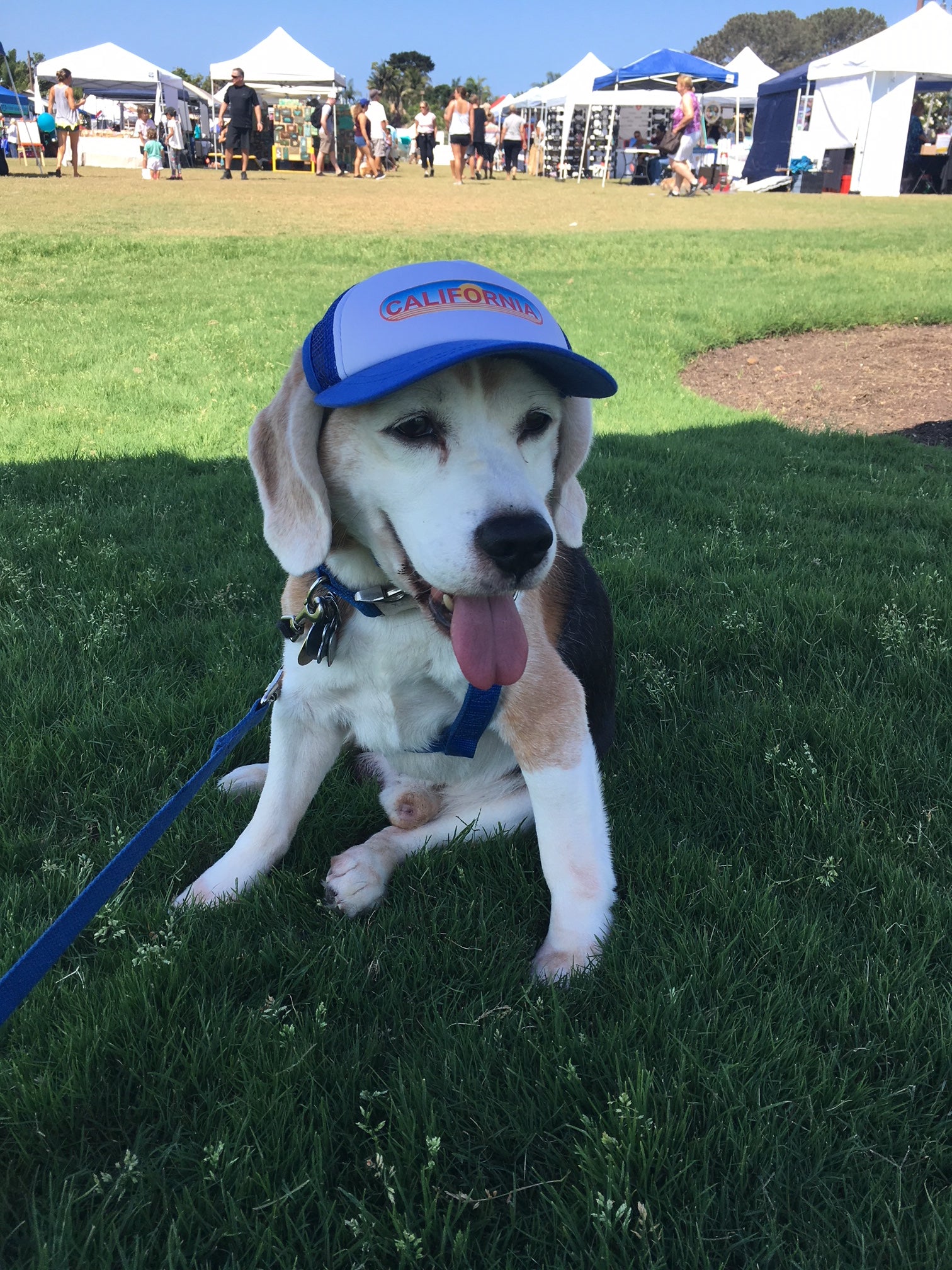 Cute beagle in the sun at a baseball field wearing a dog hat - brand: PupLid Dog Hat