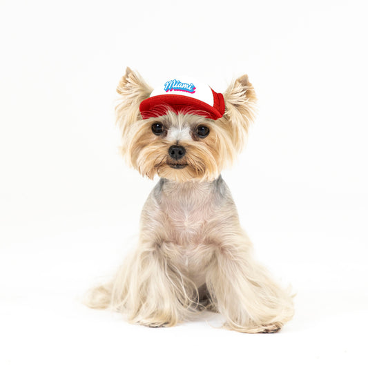 PupLid Cities & States | Size Tiny Dog Hat