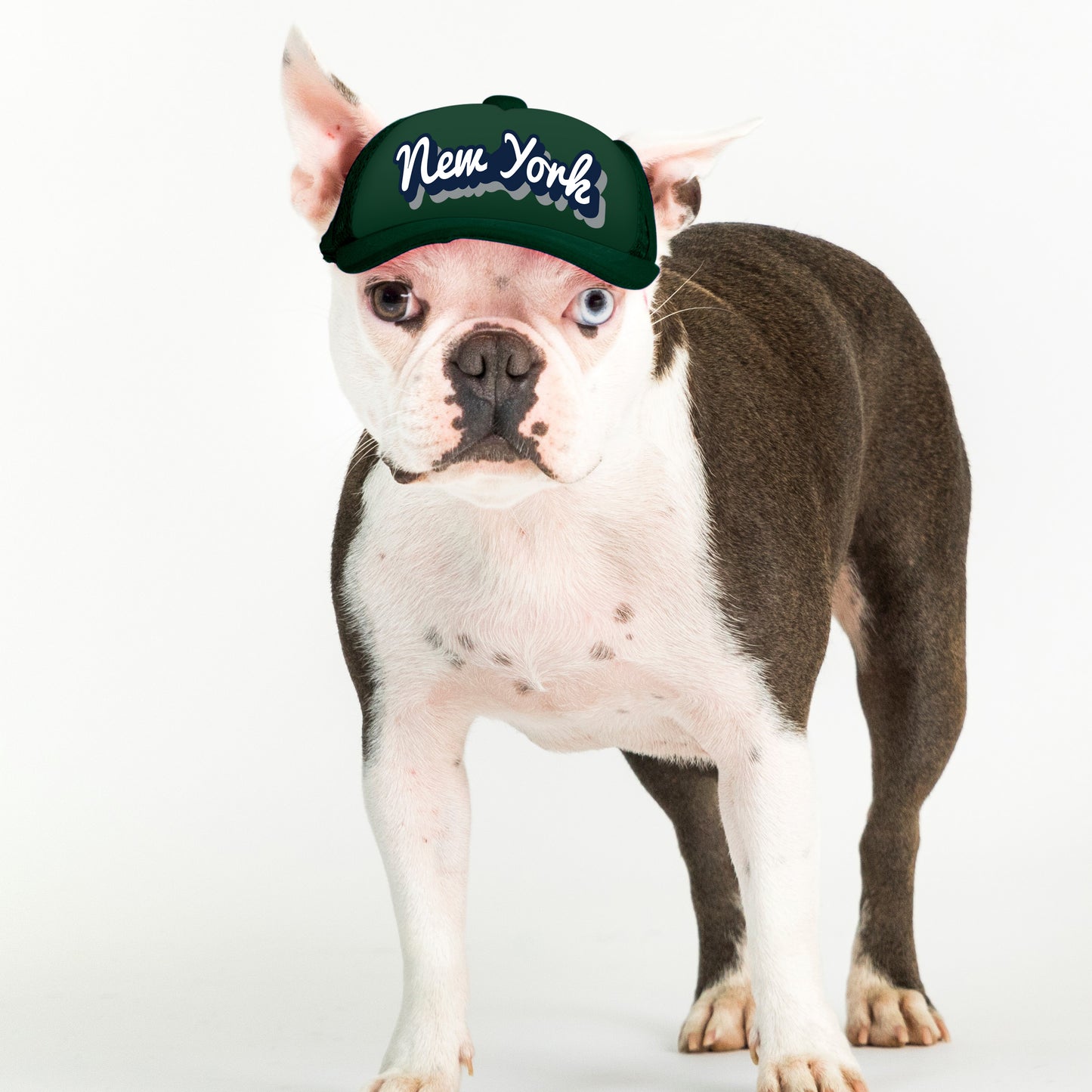 PupLid Cities & States | Solid Colors | Size XS Dog Hat
