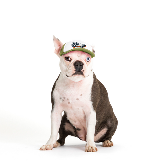 PupLid Cities & States | Size XS Dog Hat | Fall Collection
