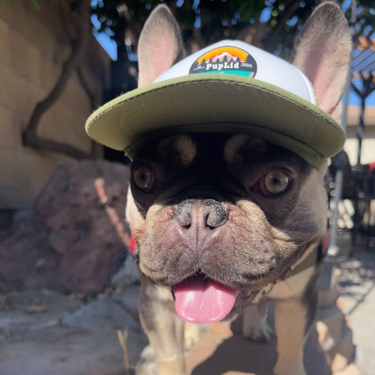 Cute French Bulldog wearing a dog hat - brand: PupLid Dog Hat