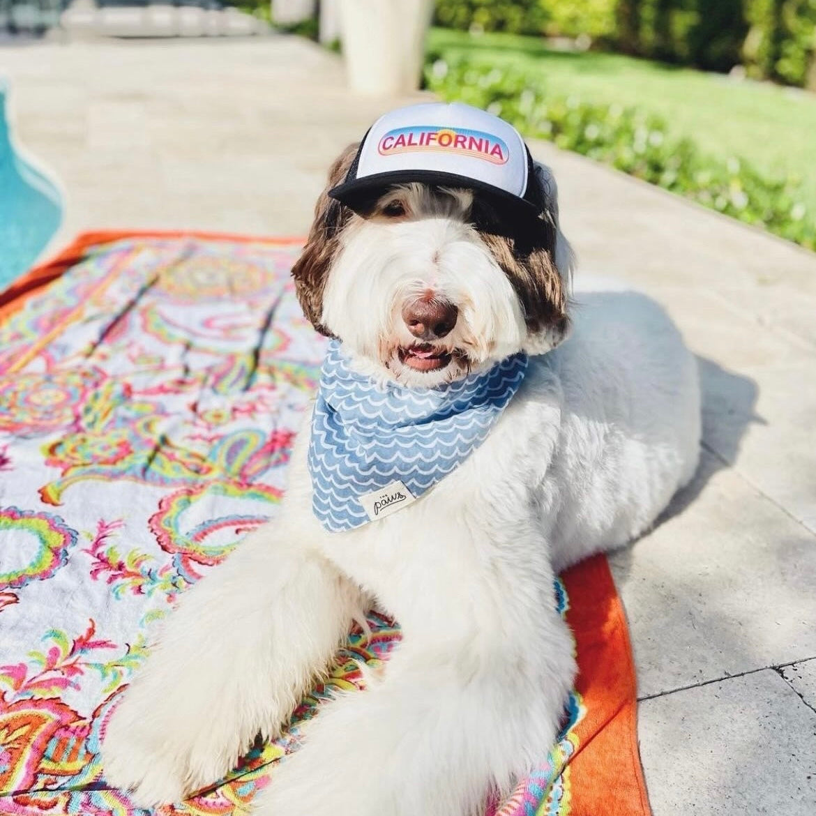 Cute Parti Goldendoodle wearing a dog hat - brand: PupLid Dog Hat