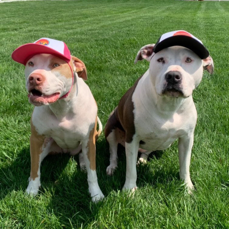 Cute American Bully Pitties wearing a dog hat - brand: PupLid Dog Hat