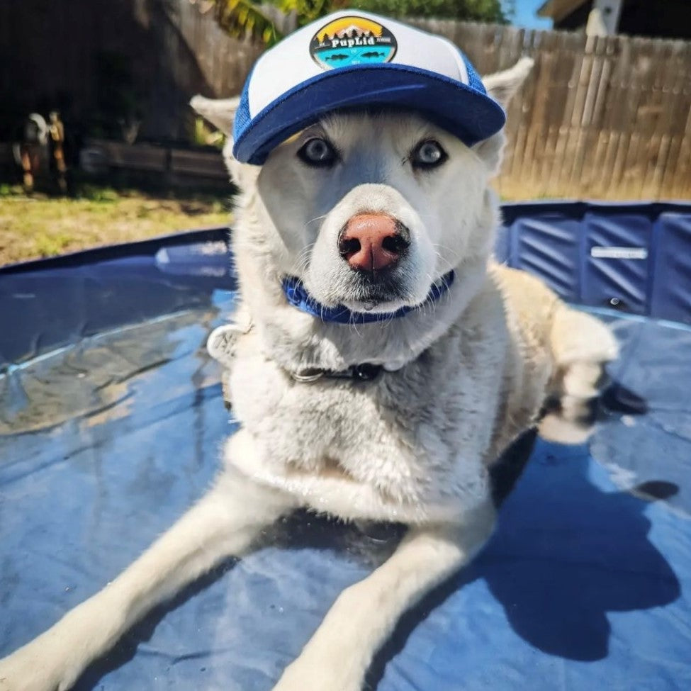 Cute Husky mix wearing a dog hat - brand: PupLid Dog Hat