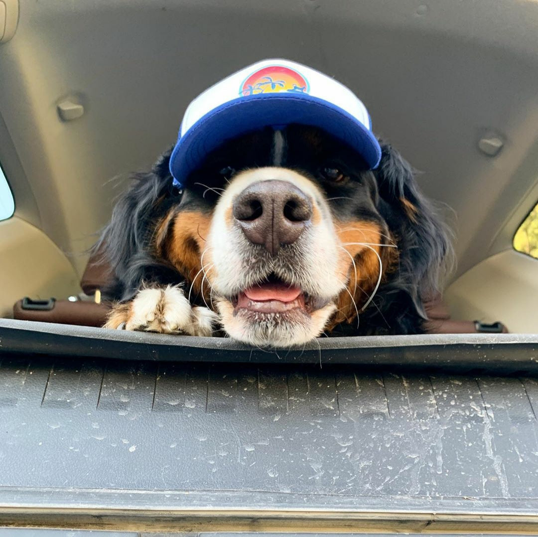 Cute Bernese mountain dog wearing a dog hat - brand: PupLid Dog Hat