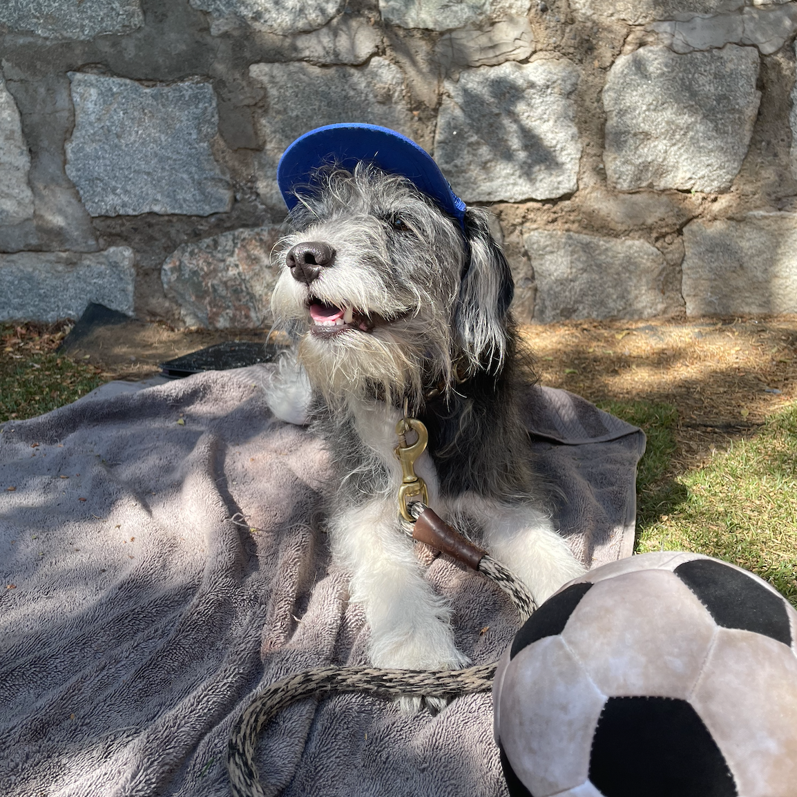Cute Miniature Schnauzer and Beagle mix wearing a dog hat - brand: PupLid Dog Hat
