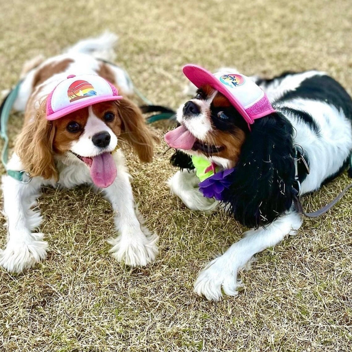 Cute Cavalier King Charles wearing a dog hat - brand: PupLid Dog Hat