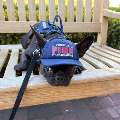 Dog wearing a blue 'Riverside Co Fire Department' cap on a wooden bench.