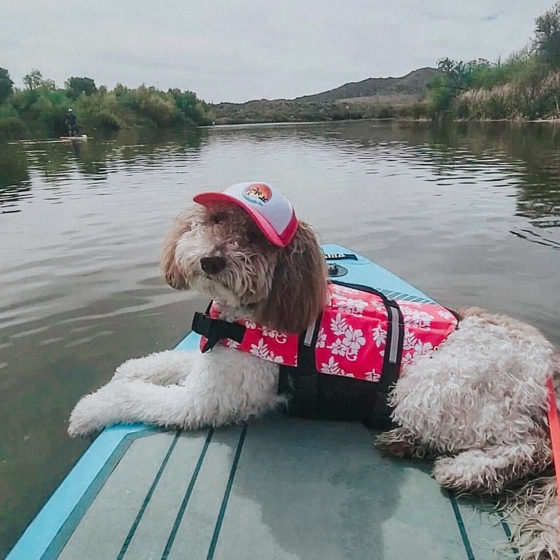Cute mini golden doodle wearing a dog hat - brand: PupLid Dog Hat