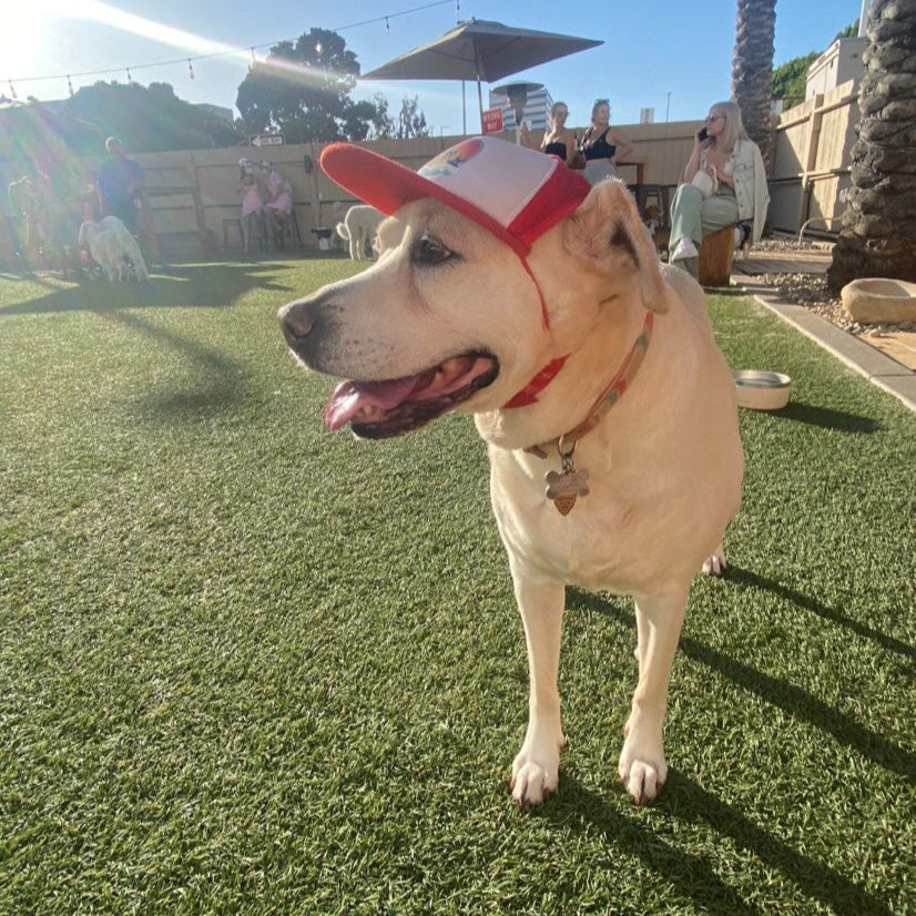 Cute Yellow Lab Labrador Retriever mix wearing a dog hat - brand: PupLid Dog Hat