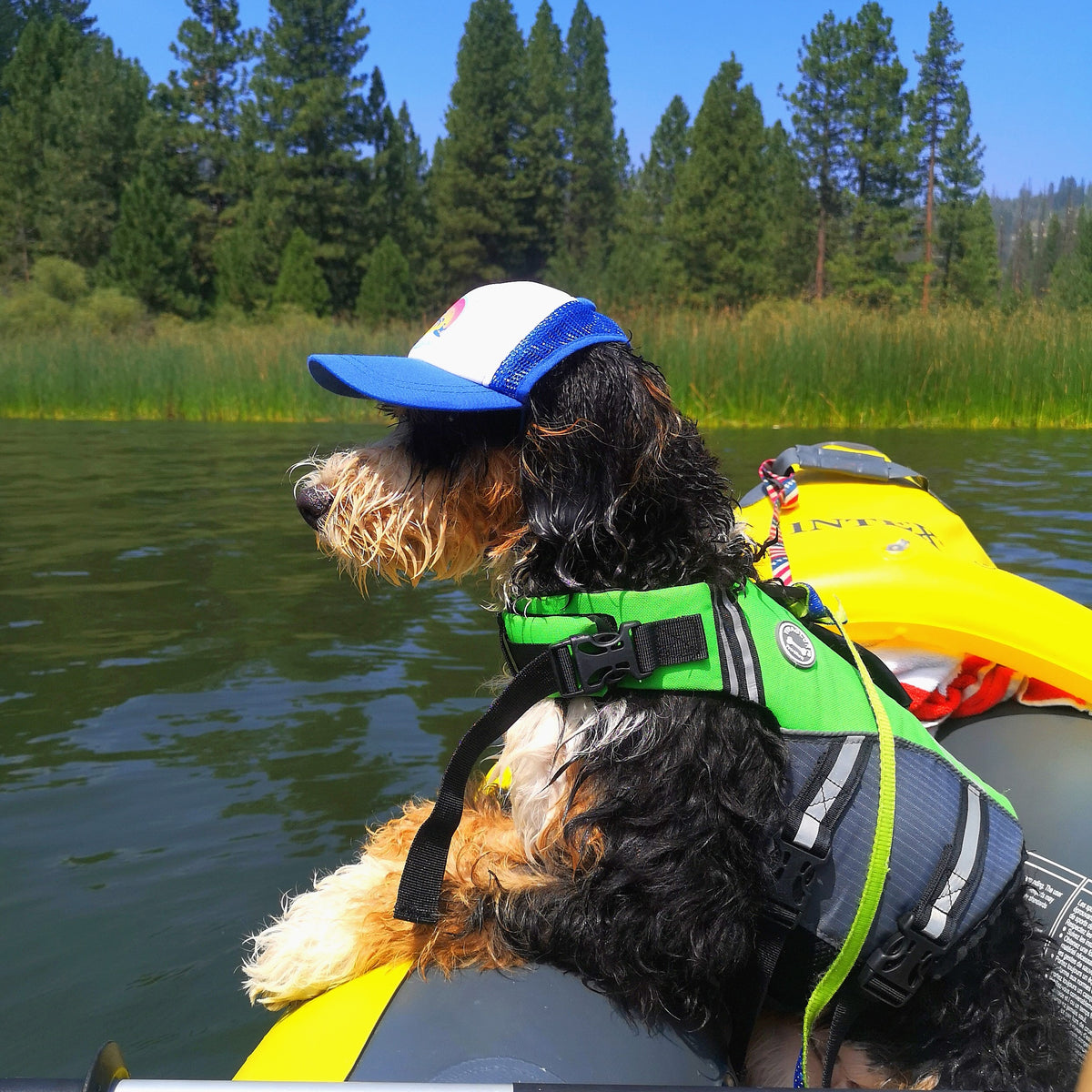 Cute Mini Bernedoodle Bernese Mountain Dog and Poodle wearing a dog hat - brand: PupLid Dog Hat