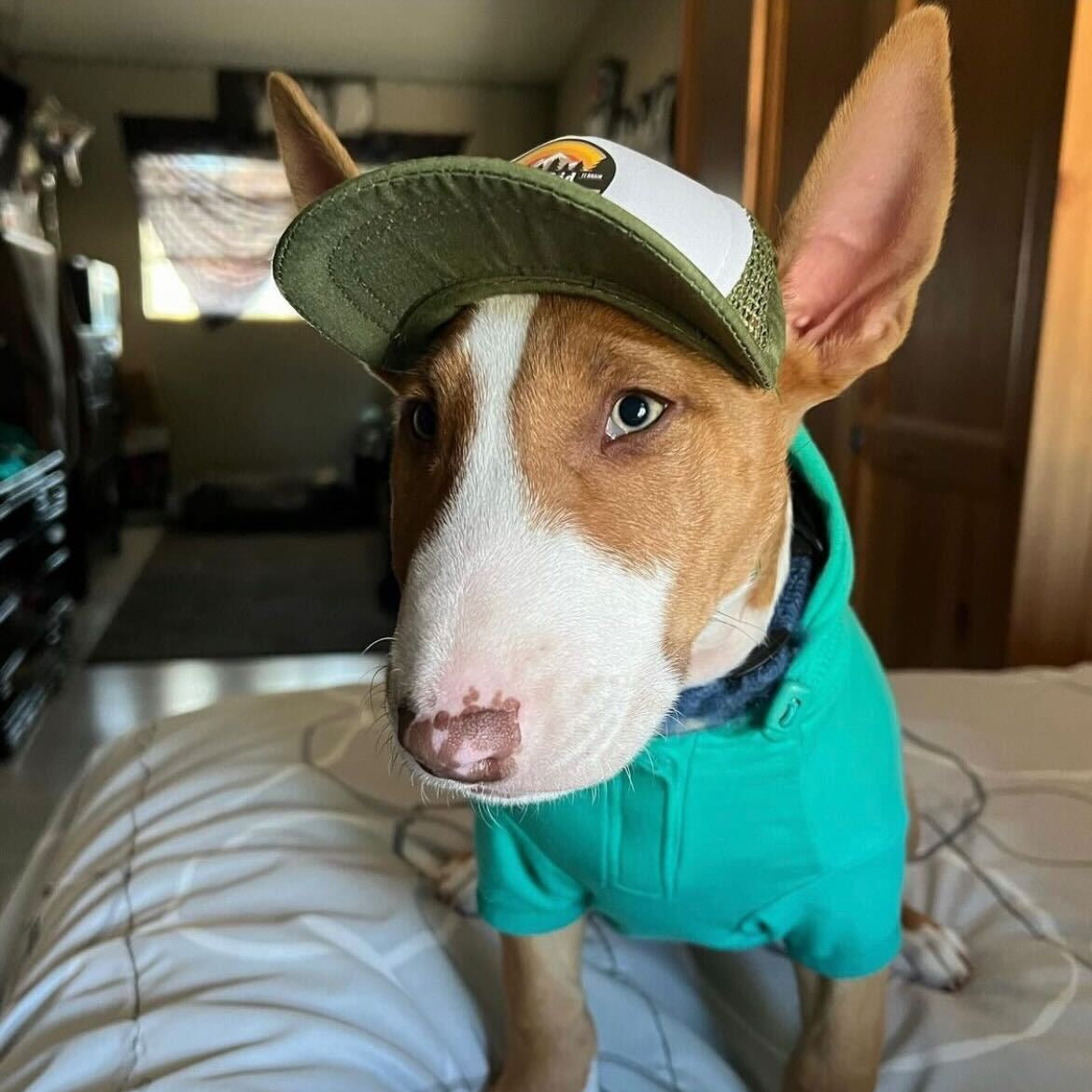 logan blu