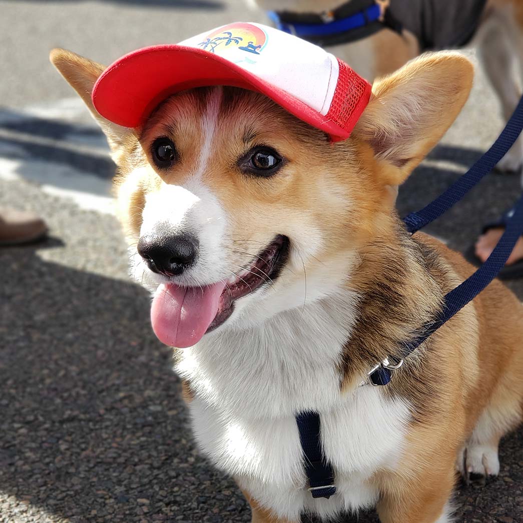kota