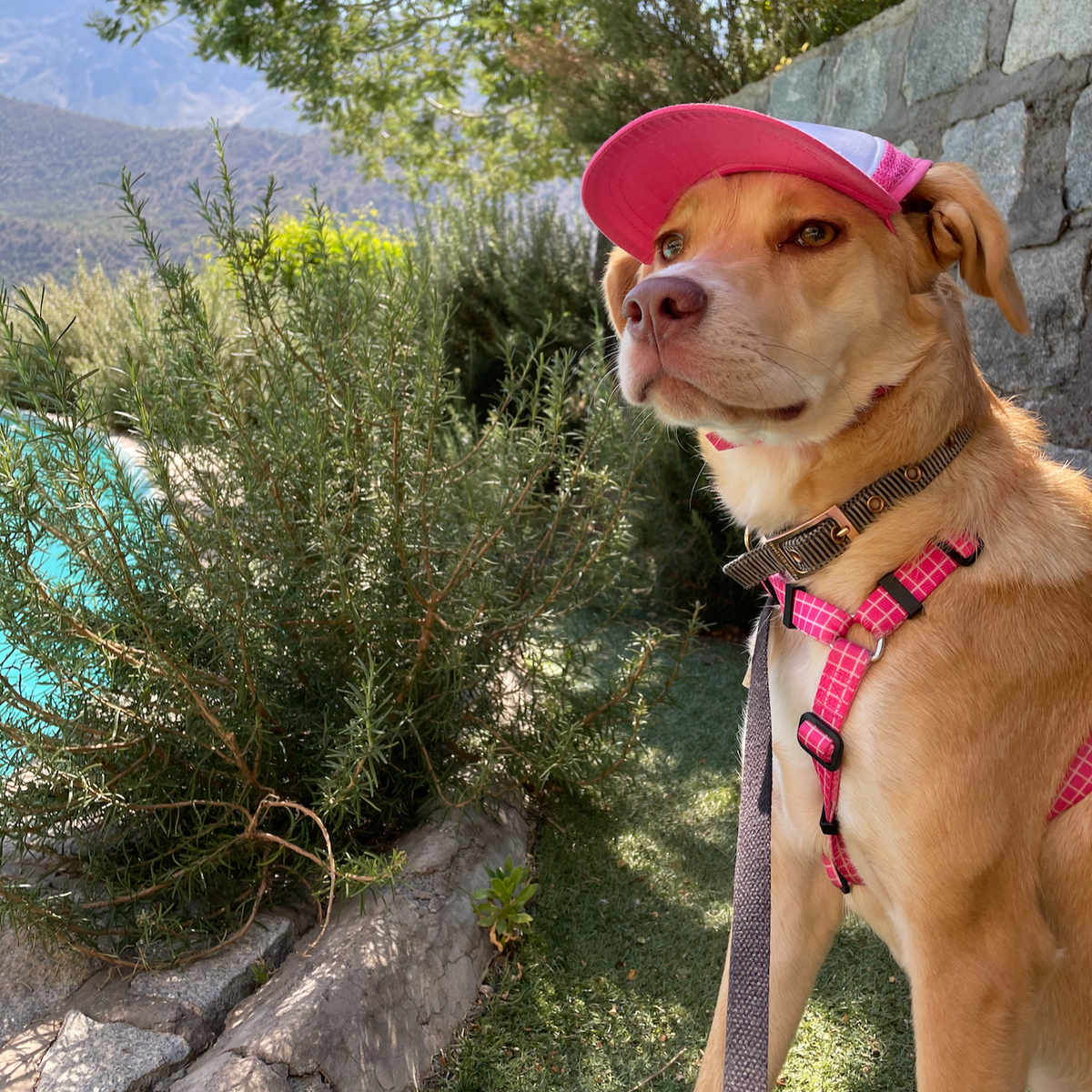 Merlot is a lab mix relaxing in the shade wearing a Small pink puplid dog hat 