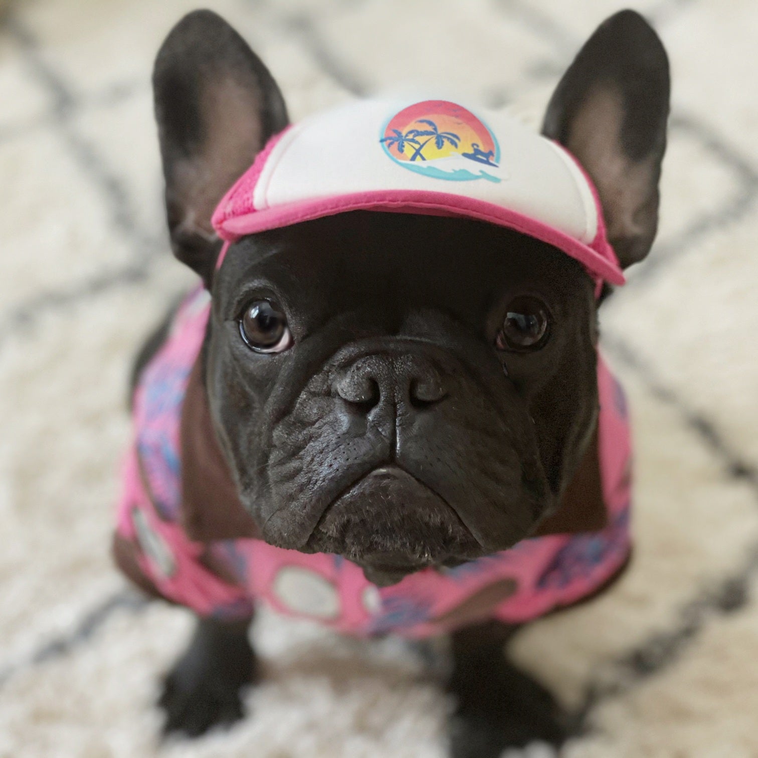 Cute frenchie wearing a dog hat - brand: PupLid Dog Hat