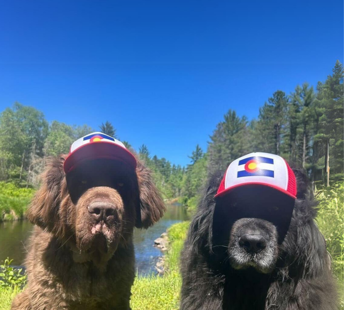 bronx & nash