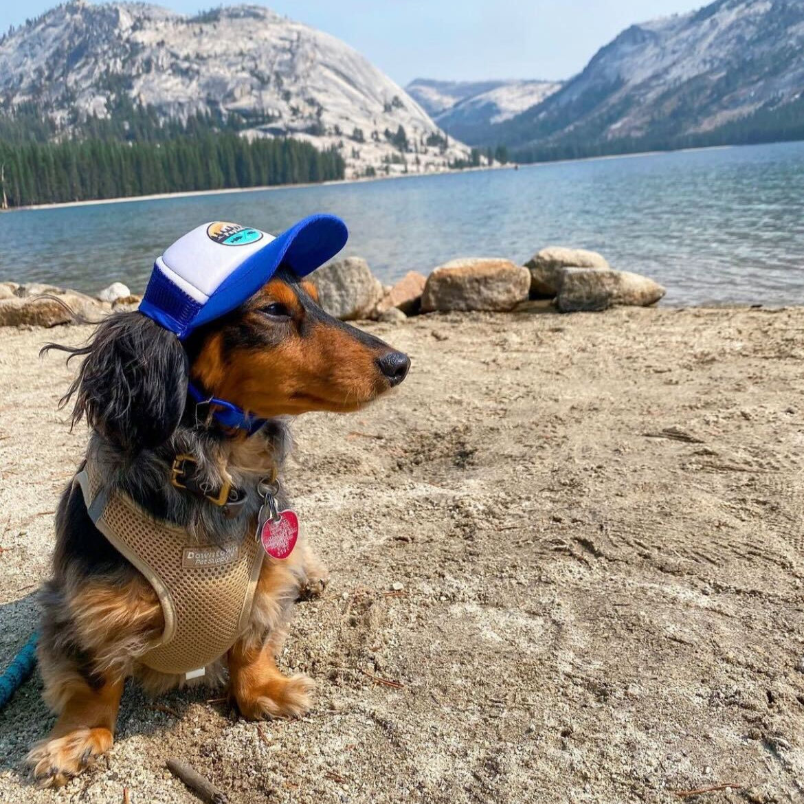 Cute long haired dapple dachshund wearing a dog hat - brand: PupLid Dog Hat