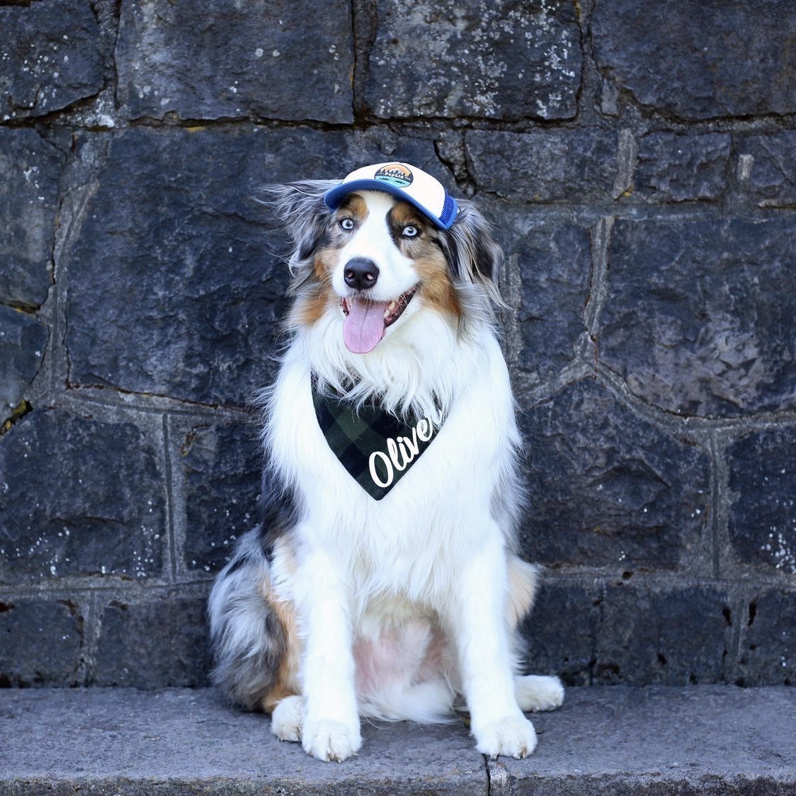 Cute Australian Shepherd wearing a dog hat - brand: PupLid Dog Hat