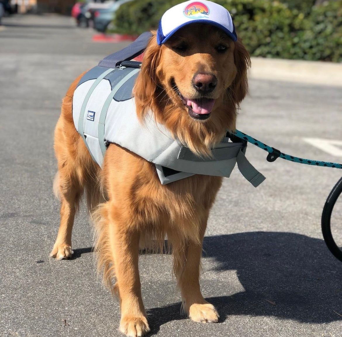 Cute Golden Retriever wearing a dog hat - brand: PupLid Dog Hat