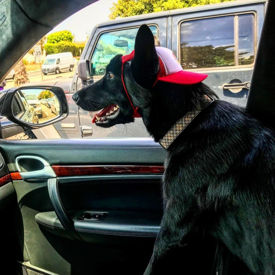 Cute Belgian Malinois wearing a dog hat - brand: PupLid Dog Hat