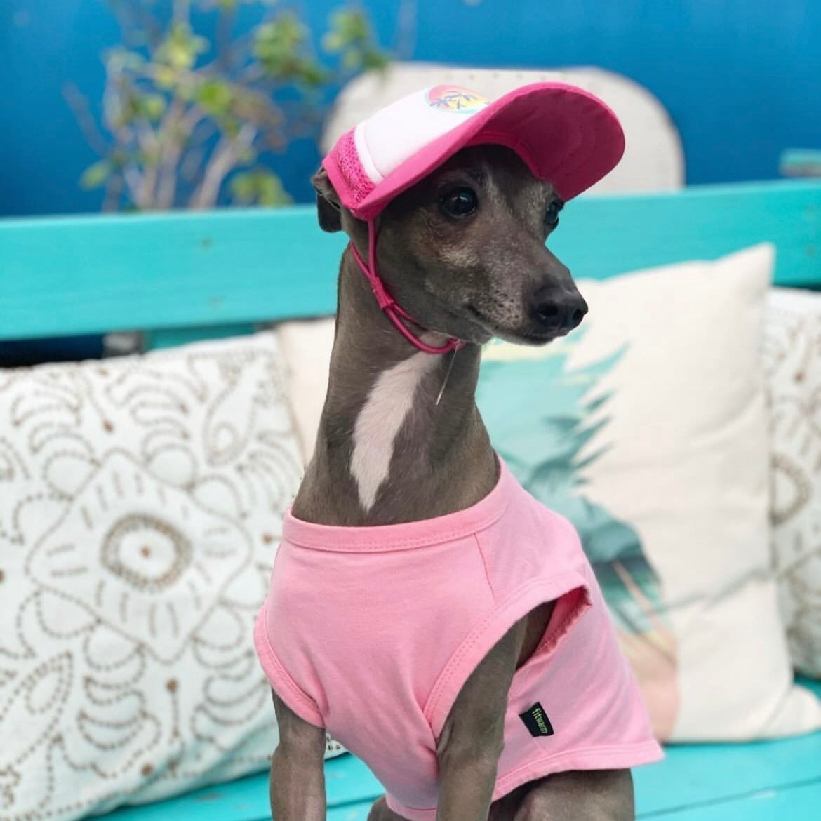 Cute Italian Greyhound wearing a dog hat - brand: PupLid Dog Hat