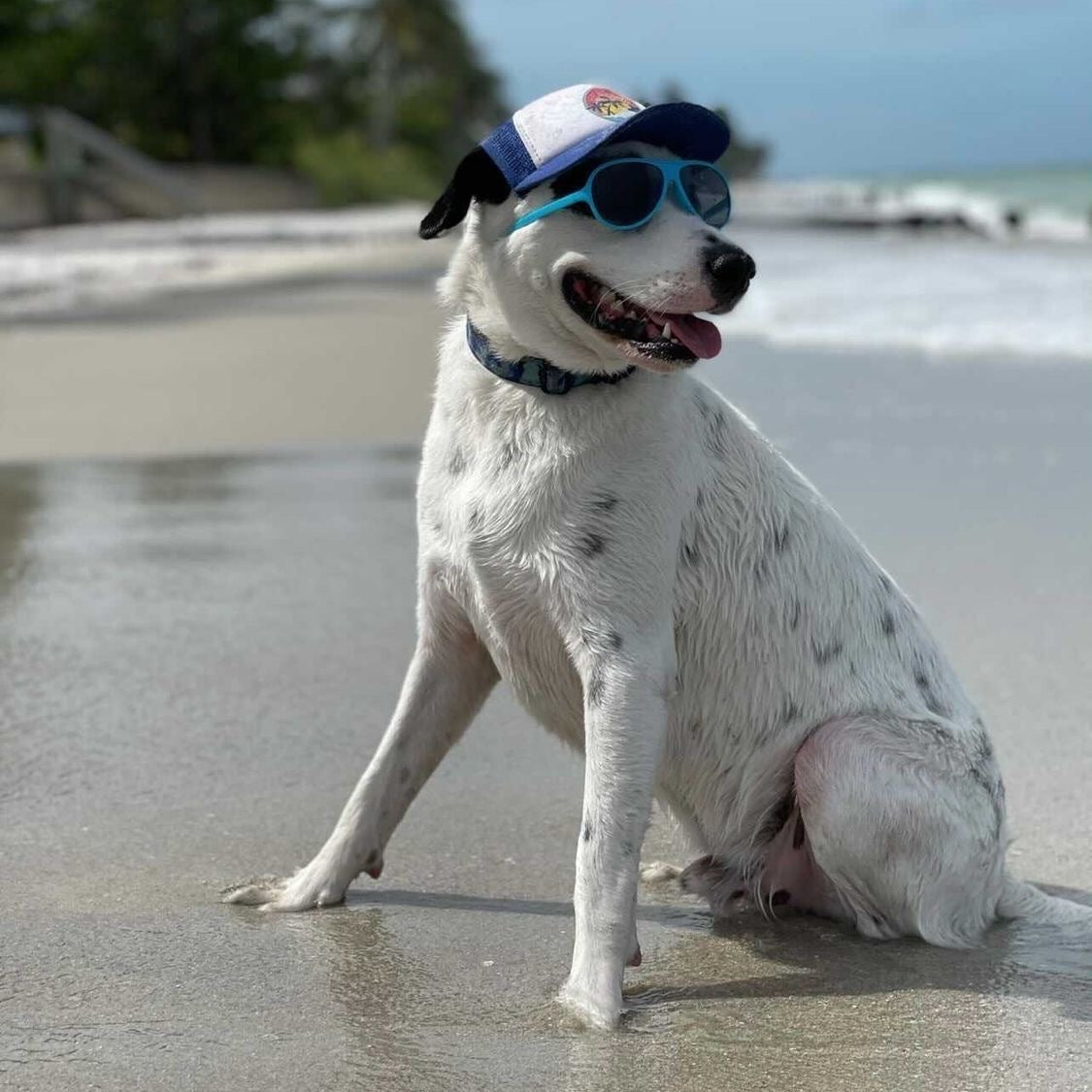 Cute Potcake Caribbean Island Dog wearing a dog hat - brand: PupLid Dog Hat