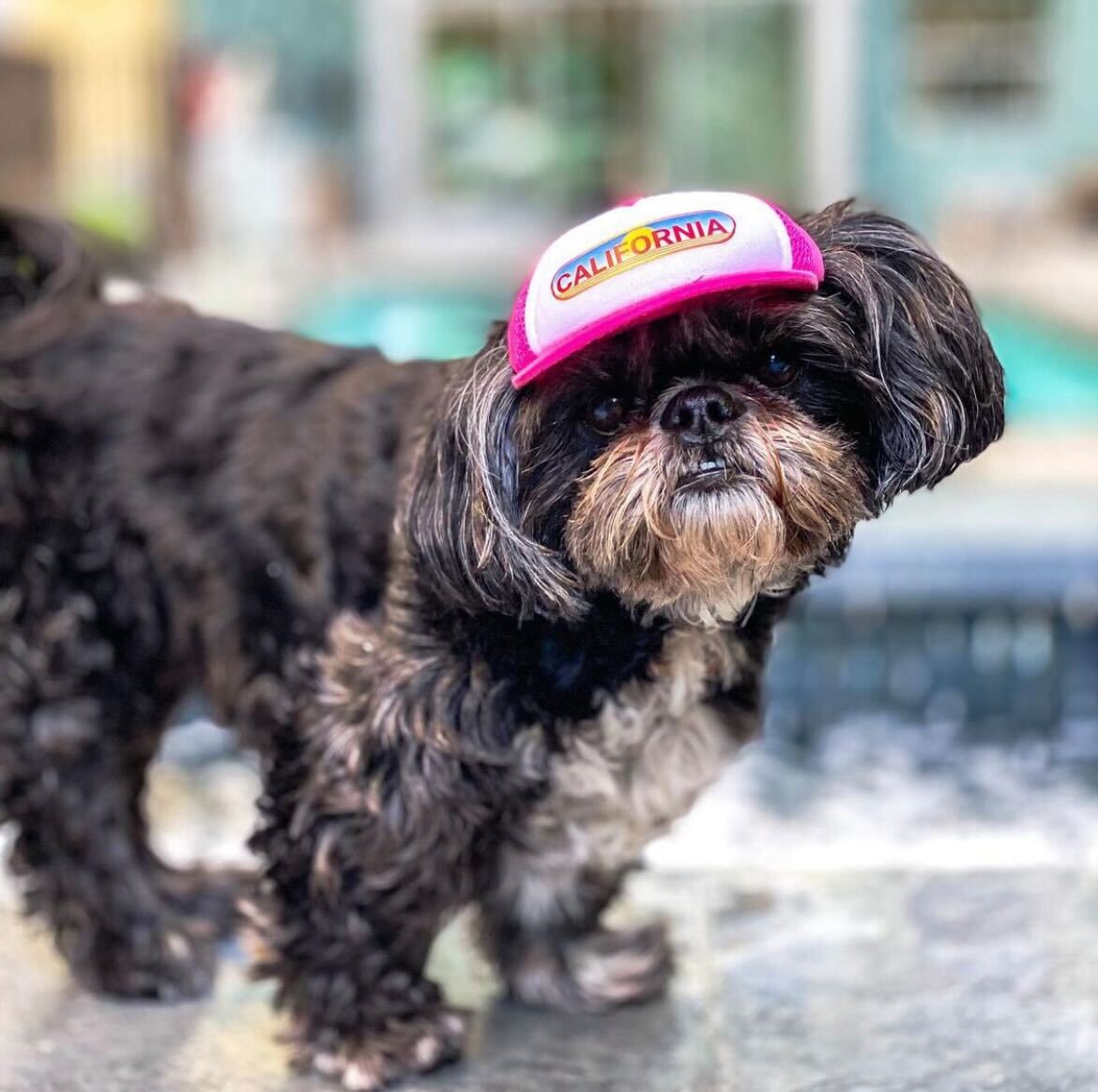 Cute Shih Tzu wearing a dog hat - brand: PupLid Dog Hat