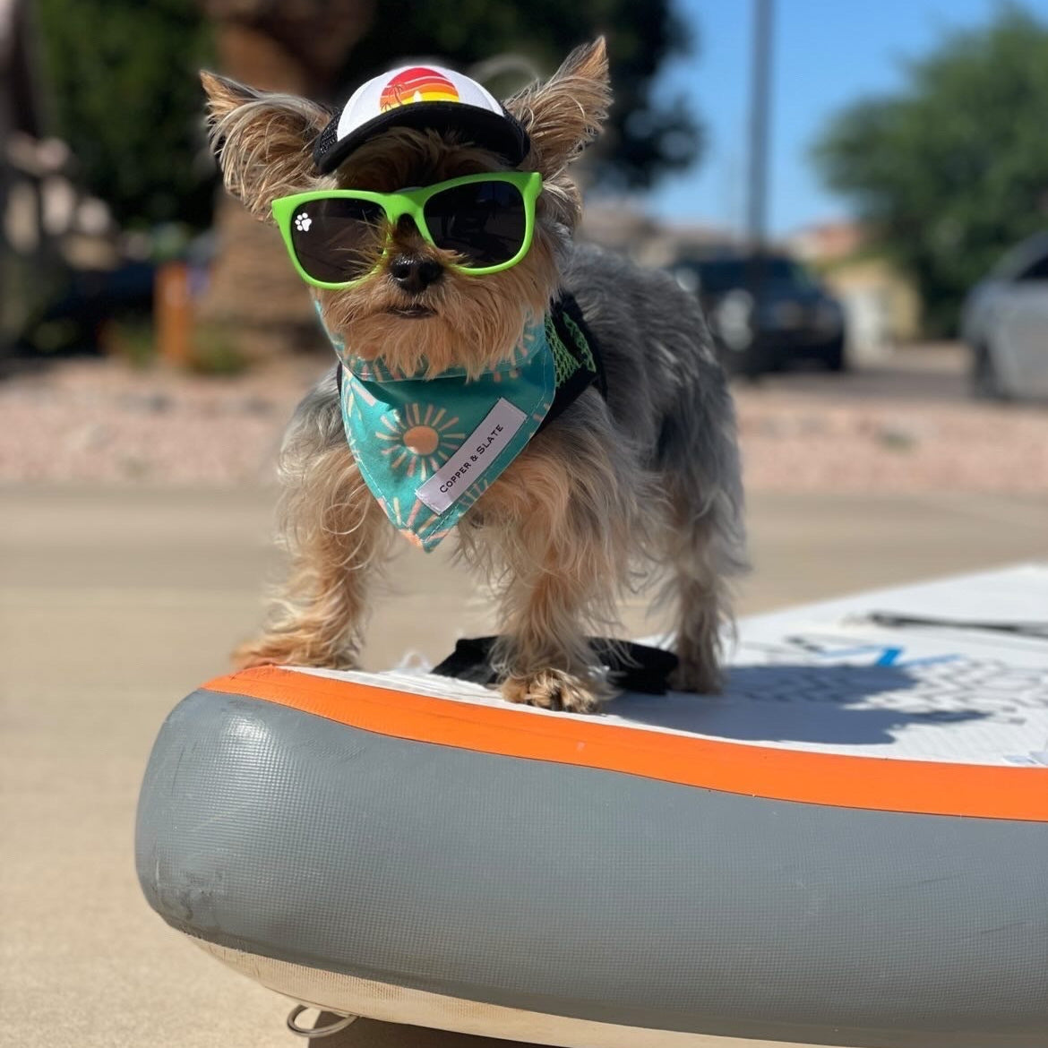 Cute Yorkie wearing a dog hat - brand: PupLid Dog Hat