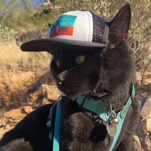 HIGH PAW Dog Hat Sun Hat Baseball Cap Trucker Hat Dog Hats for Small M –  KOL PET