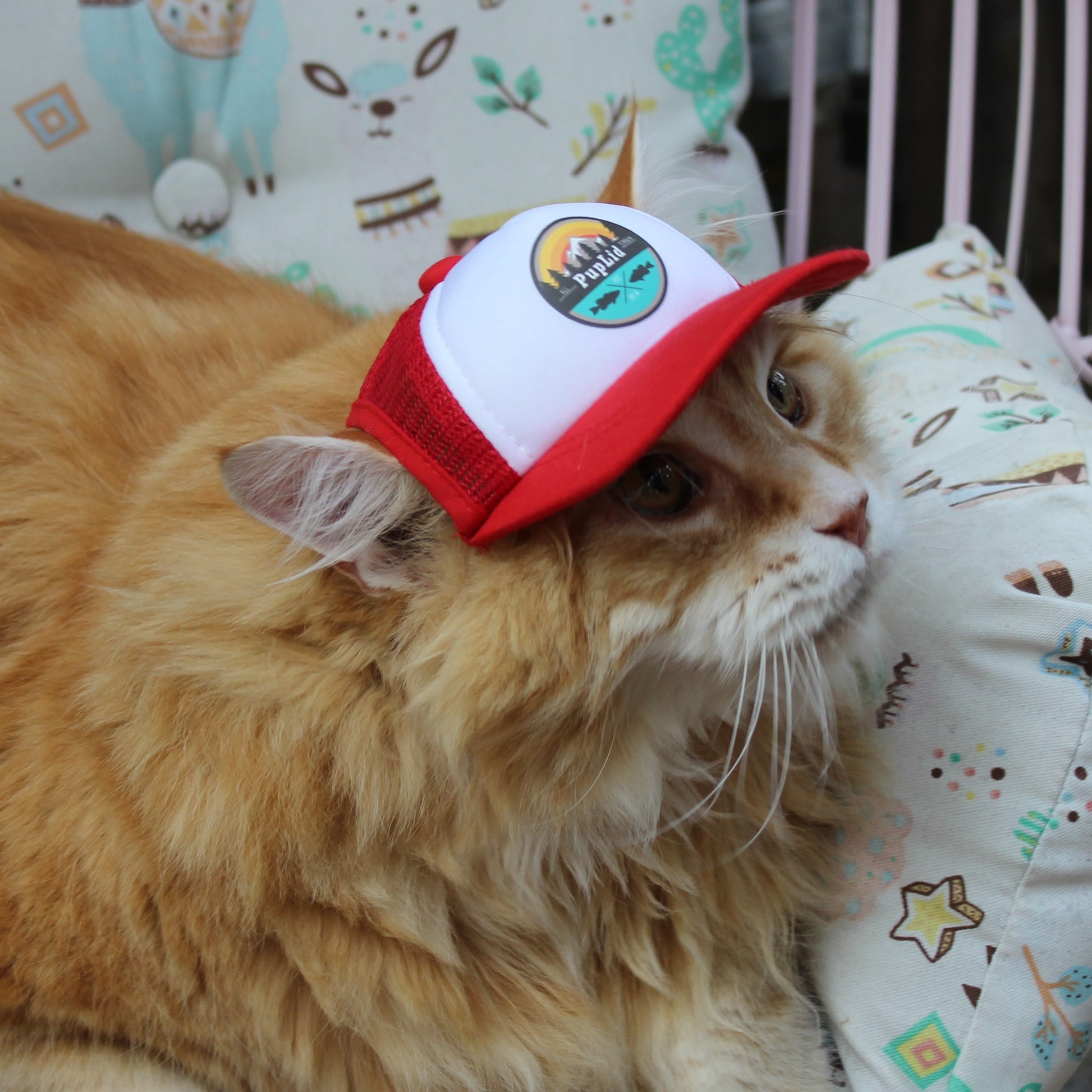 Cat Collection  Shop Size Medium Cat Hats – PupLid