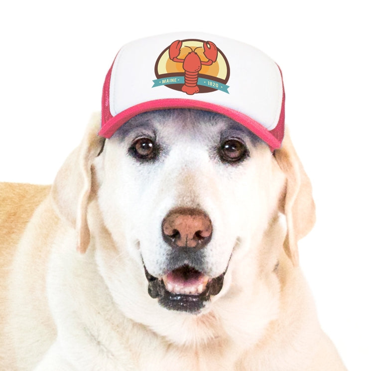 Labrador retriever clearance hats