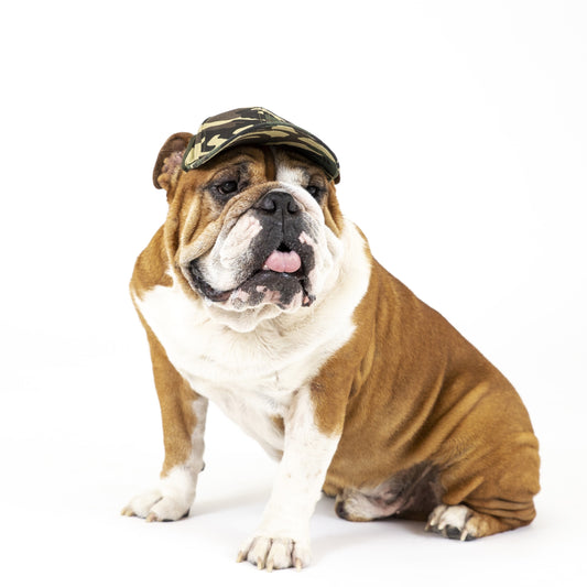 PupLid Baseball Cap | Size Large Dog Cap