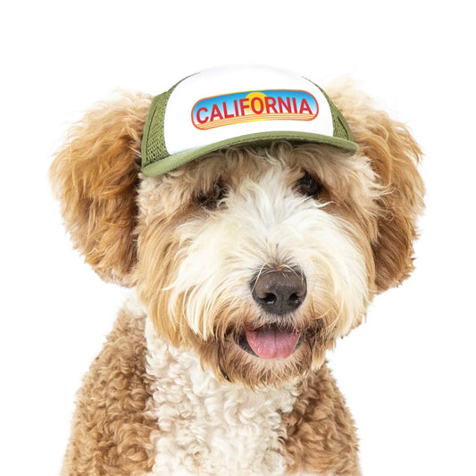  Sun Hats For Dogs